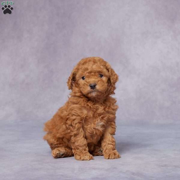 Quinn, Miniature Poodle Puppy